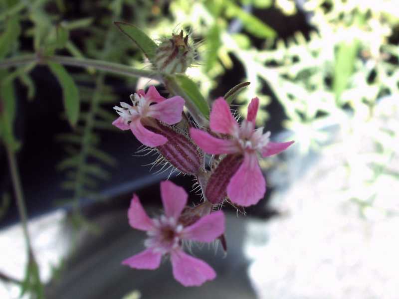 Silene gallica